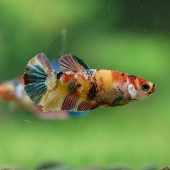 Multicolor/ Galaxy Koi Plakat- Female- 13 Weeks Old