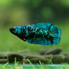 Black Galaxy Koi Plakat (Avatar) - Female- 13 Weeks Old