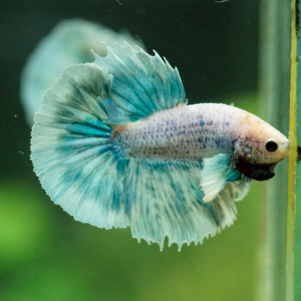 Dumbo Halfmoon - 10 weeks old