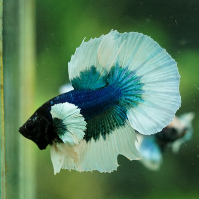 Dumbo Halfmoon - 12 weeks old