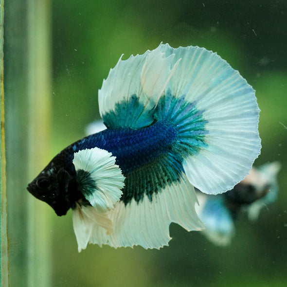 Dumbo Halfmoon - 12 weeks old