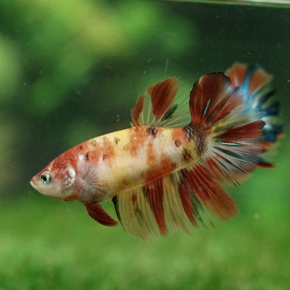 Multicolor/ Galaxy Koi Halfmoon- Female- 13 Weeks Old