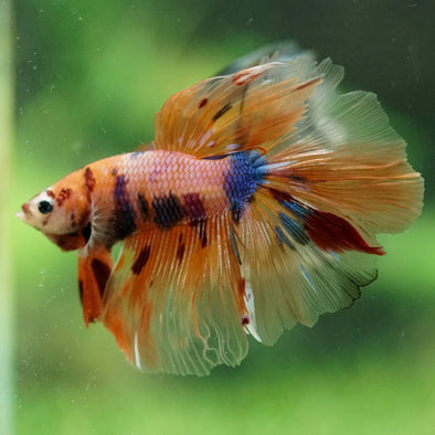 Galaxy/Candy Koi Halfmoon - 13 weeks old