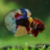 Multicolor/Galaxy Koi Plakat -16 weeks Old