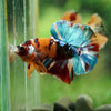 Multicolor/Galaxy Koi Plakat -16 weeks Old