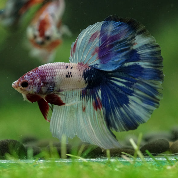Galaxy/Candy Koi Halfmoon - 14 weeks old