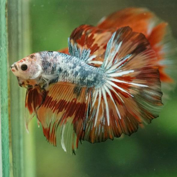 Galaxy/Candy Koi Halfmoon - 14 weeks old