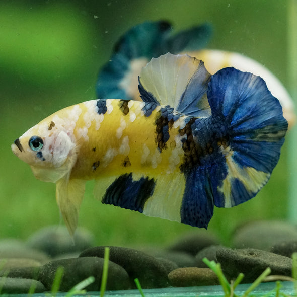 Multicolor/Galaxy Koi Plakat -14 weeks Old