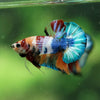 Multicolor/Galaxy Koi Plakat -10 weeks Old