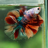 Galaxy/Candy Koi Halfmoon - 14 weeks old