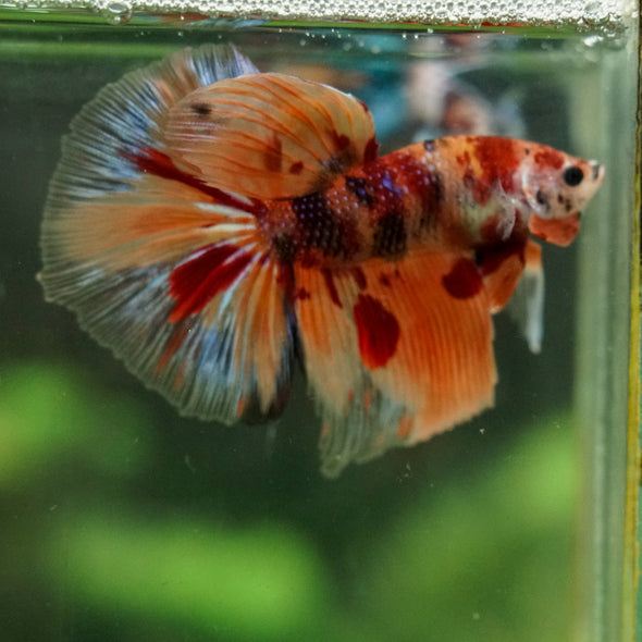 Galaxy/Candy Koi Halfmoon - 14 weeks old