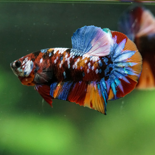Multicolor/Galaxy Koi Plakat -16 weeks Old