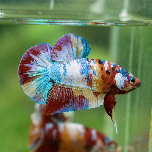 Multicolor/Galaxy Koi Plakat -13 weeks Old