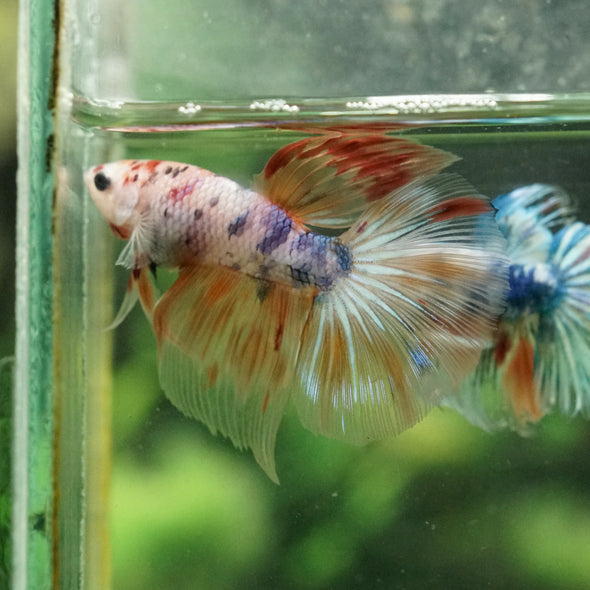 Galaxy/Candy Koi Halfmoon - 14 weeks old