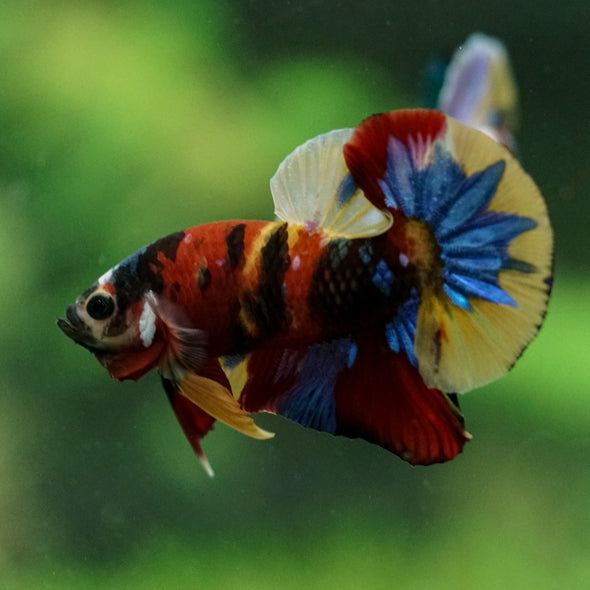 Multicolor/Galaxy Koi Plakat -15 weeks Old