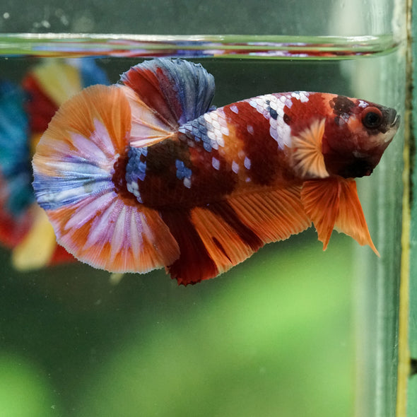 Multicolor/Galaxy Koi Plakat -16 weeks Old