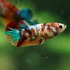 Multicolor/ Galaxy Koi Plakat- Female- 13 Weeks Old