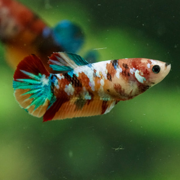 Multicolor/ Galaxy Koi Plakat- Female- 13 Weeks Old