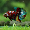 Multicolor/Galaxy Koi Plakat -16 weeks Old