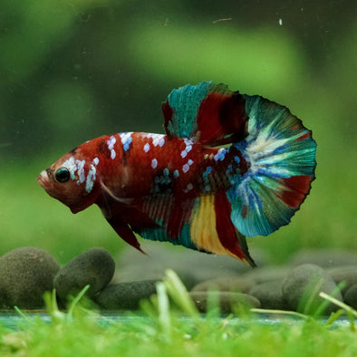 Multicolor/Galaxy Koi Plakat -16 weeks Old