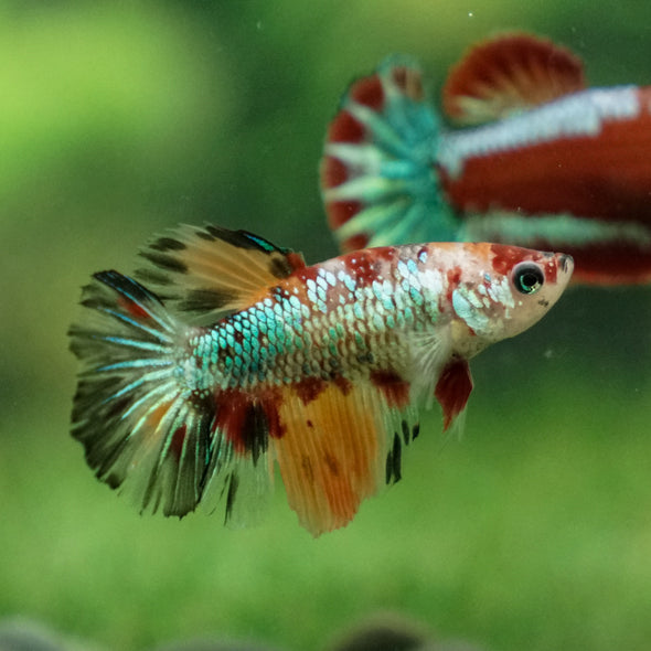 Multicolor/ Galaxy Koi Halfmoon- Female- 13 Weeks Old