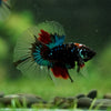 Black Base Galaxy Koi Halfmoon (Avatar) - 14 weeks old