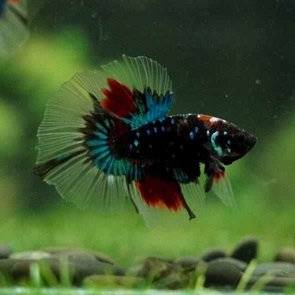 Black Base Galaxy Koi Halfmoon (Avatar) - 14 weeks old