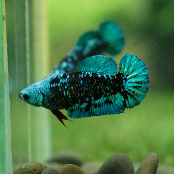 Black Galaxy Koi Plakat (Avatar) - Female- 13 Weeks Old