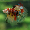 Galaxy Koi Halfmoon - 13 weeks old