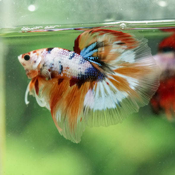 Galaxy/Candy Koi Halfmoon - 13 weeks old