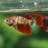 Multicolor/ Galaxy Koi Halfmoon- Female- 13 Weeks Old