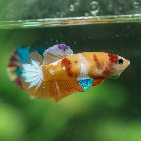 Multicolor/ Galaxy Koi Plakat- Female- 13 Weeks Old