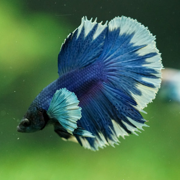 Dumbo Halfmoon - 11 weeks old