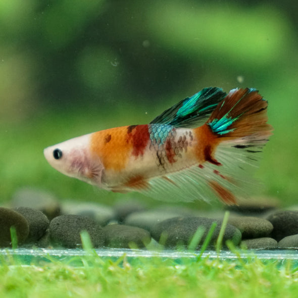 Multicolor/ Galaxy Koi Halfmoon- Female- 13 Weeks Old