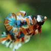 Multicolor/Galaxy Koi Plakat -16 weeks Old