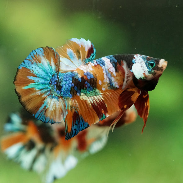 Multicolor/Galaxy Koi Plakat -16 weeks Old