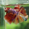 Galaxy/Candy Koi Halfmoon - 14 weeks old