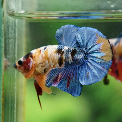 Multicolor/Galaxy Koi Plakat -16 weeks Old
