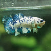 Blue/Green Dalmatian Plakat- Female