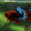 Red Fancy (Hell Boy) Plakat -13 weeks Old