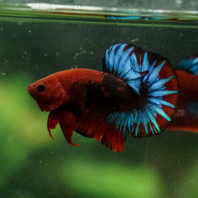Red Fancy (Hell Boy) Plakat -13 weeks Old