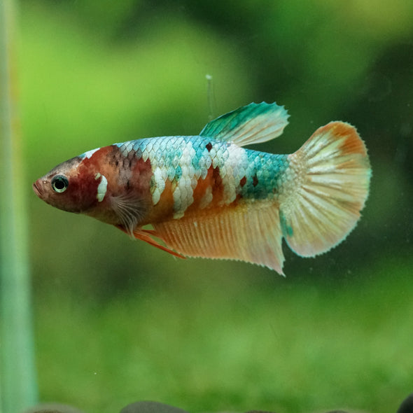 Multicolor/ Galaxy Koi Plakat- Female- 13 Weeks Old