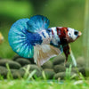 Multicolor/Galaxy Koi Plakat -16 weeks Old