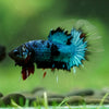 Black Base Galaxy/Candy Koi Halfmoon - 14 weeks old