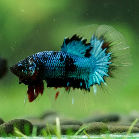 Black Base Galaxy/Candy Koi Halfmoon - 14 weeks old