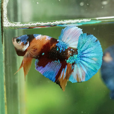 Multicolor/Galaxy Koi Plakat -16 weeks Old