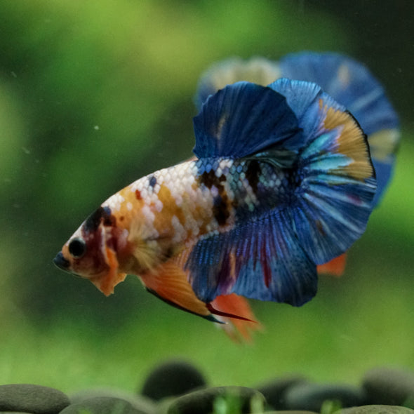 Multicolor/Galaxy Koi Plakat -16 weeks Old