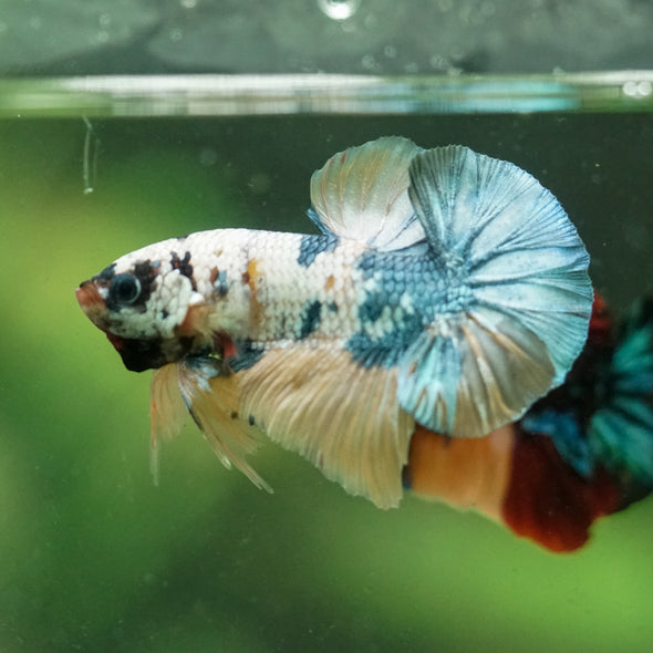 Multicolor/Galaxy Koi Plakat -16 weeks Old