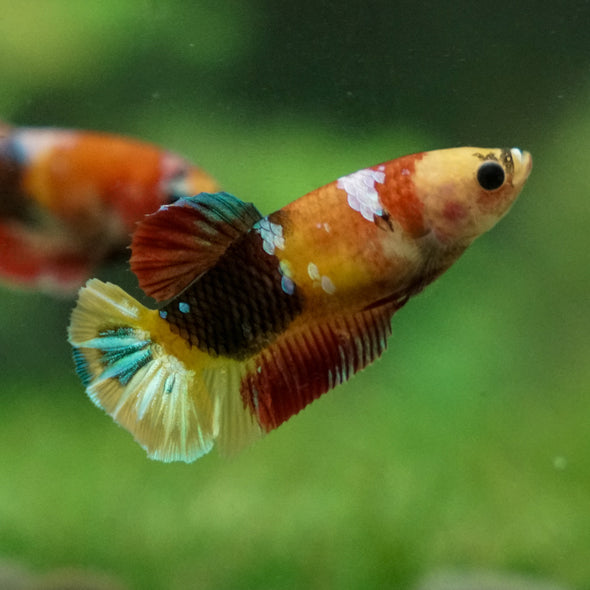 Multicolor/ Galaxy Koi Plakat - Female- 13 Weeks Old