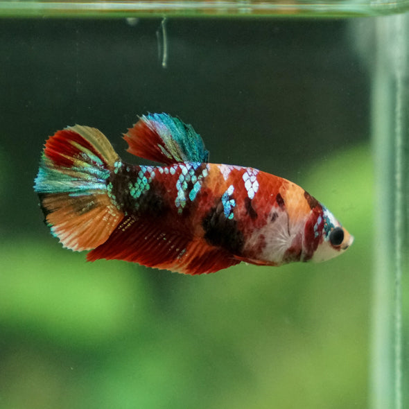 Multicolor/ Galaxy Koi Plakat- Female- 13 Weeks Old